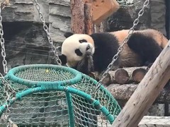 大熊猫“吉年”“福将”在京亮相庆中秋