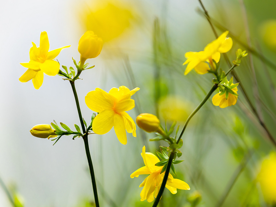 世界文化遗产十章（诗十首）｜诗歌