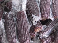 山西寿阳：鲜食玉米拓宽农民增收路