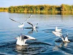 瞭望 | “一湖两海”重生记