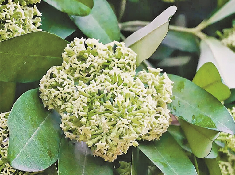 糖胶树迎花期 气味很上头！城管部门称气味无毒，已增加修剪频率