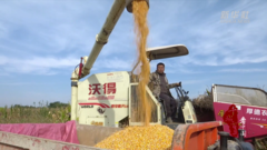 千城百县看中国｜山东日照：机械化赋能玉米丰收