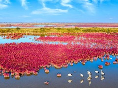 鸟儿恋上黄河岸