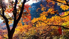 千城百县看中国｜山东潍坊：红叶漫山秋意浓