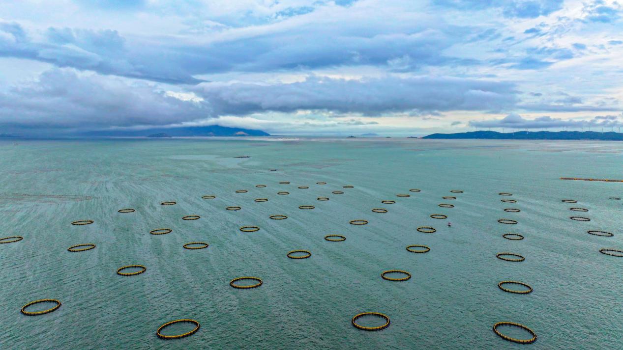 “疏近用远”成效显著！潮州饶平倾力打造现代化海洋牧场新标杆