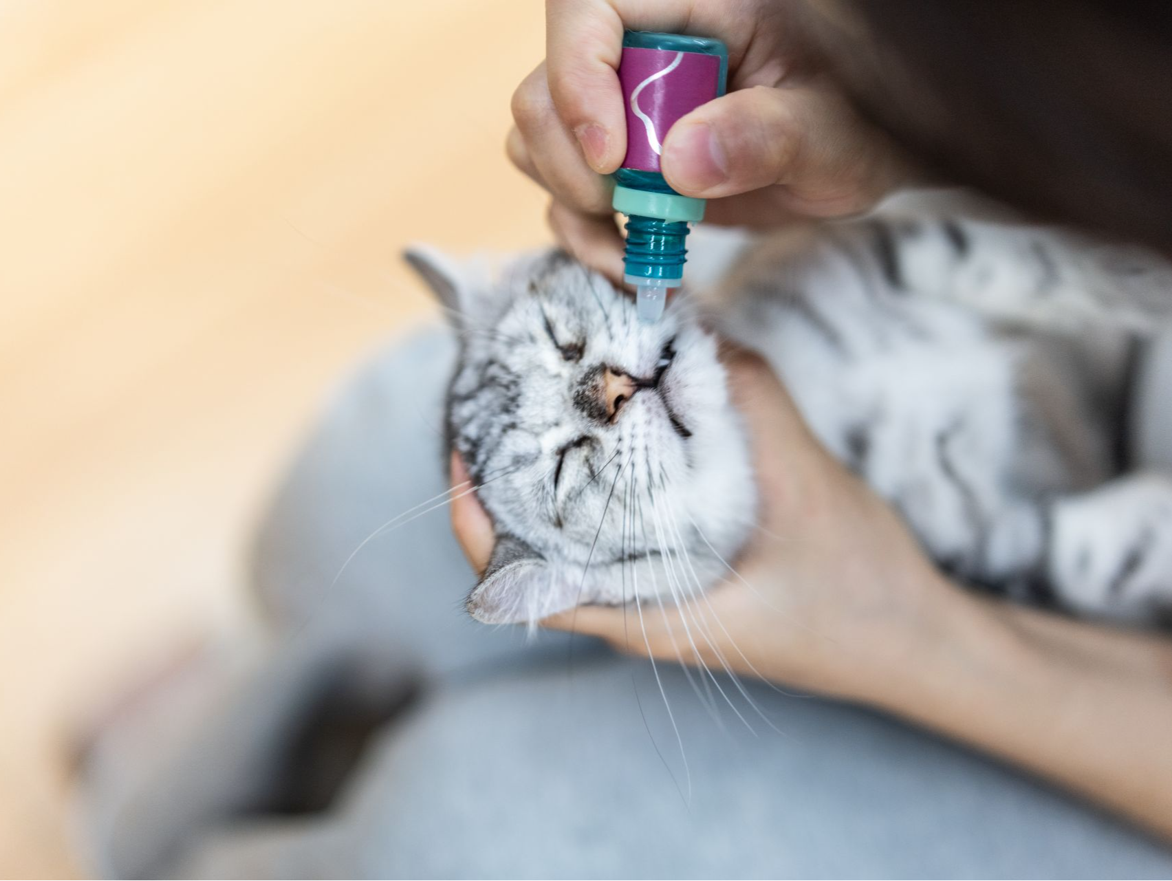 宠域talk | 猫要禁烟禁酒？猫用药说明书歧义表达引网友热议