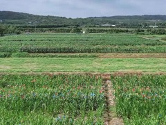 丰收时节，研究员在忙啥？