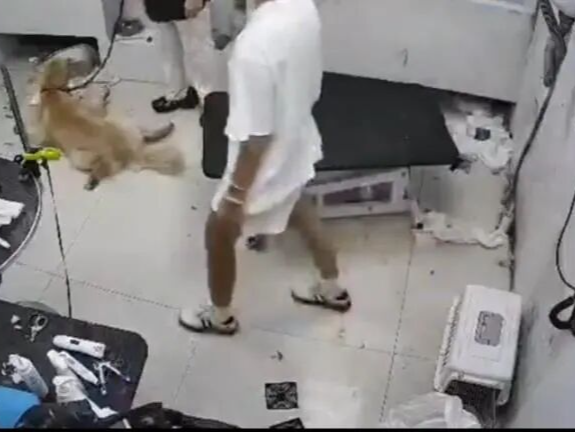 合肥一金毛犬在宠物店洗澡后死亡，店家已关门并拆掉招牌，主人回应