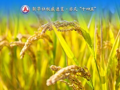 新华社权威速览·非凡“十四五”| 粮食流通改革发展，五年成绩单来了！