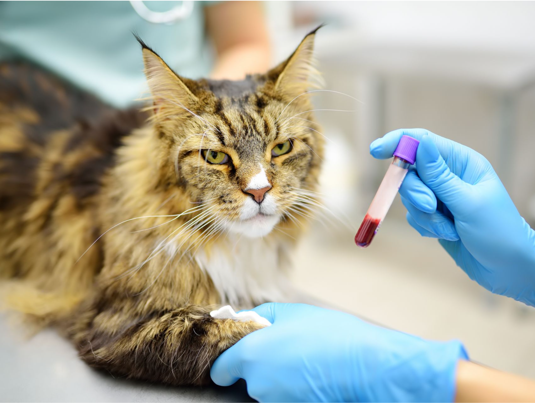 宠域talk | 为什么不建议使用来源不明的犬猫血液？一文读懂→