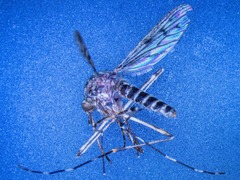 冰岛首次在野外发现蚊子 研究者：可能是被带来的