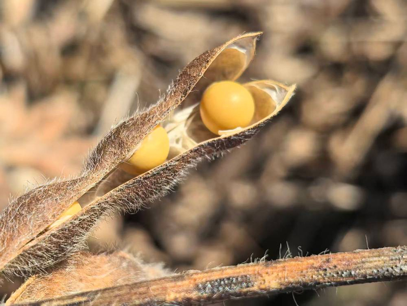 广州大学刘宝辉教授团队攻克大豆高产“卡脖子”难题