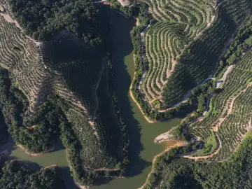 硕果累累！河源龙川近50万亩油茶果丰收