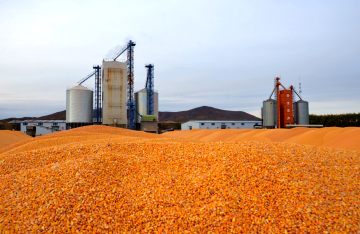 丰收的粮食堆成山 日烘干1200吨全力保安全