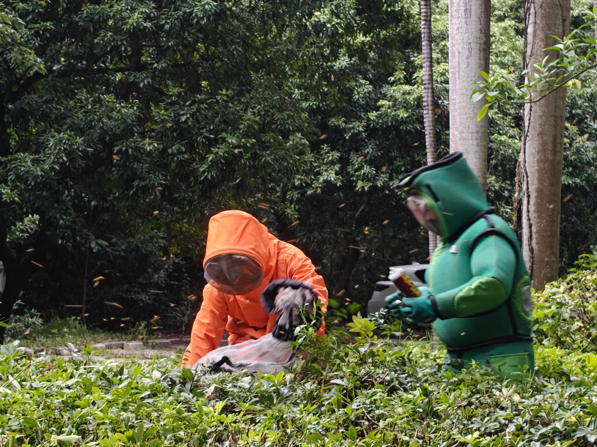 沙河光华街社区联动处置蜂窝隐患 两处已清除