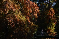 （外代一线）（10）欧洲的秋