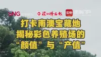 打卡南澳宝藏地,揭秘彩色养殖场的“颜值”与“产值”