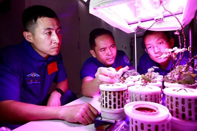 △神舟二十一号乘组在进行植物培养训练