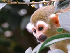 秀我中国｜桂满秋意浓 萌猴寻香来