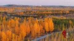 千城百县看中国丨内蒙古：秋意浸染 绘就绚烂画卷