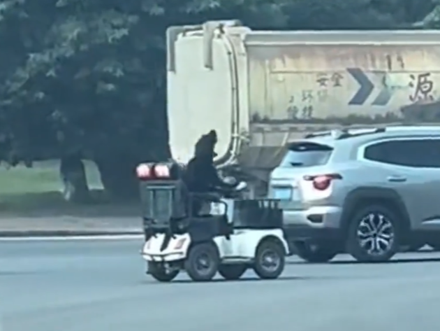 宠域talk｜四川眉山一拉布拉多犬开老年代步车上路？当地交警回应