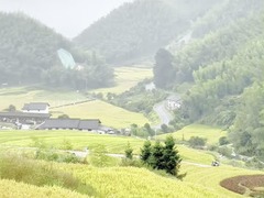 江西崇义：金色梯田醉心间