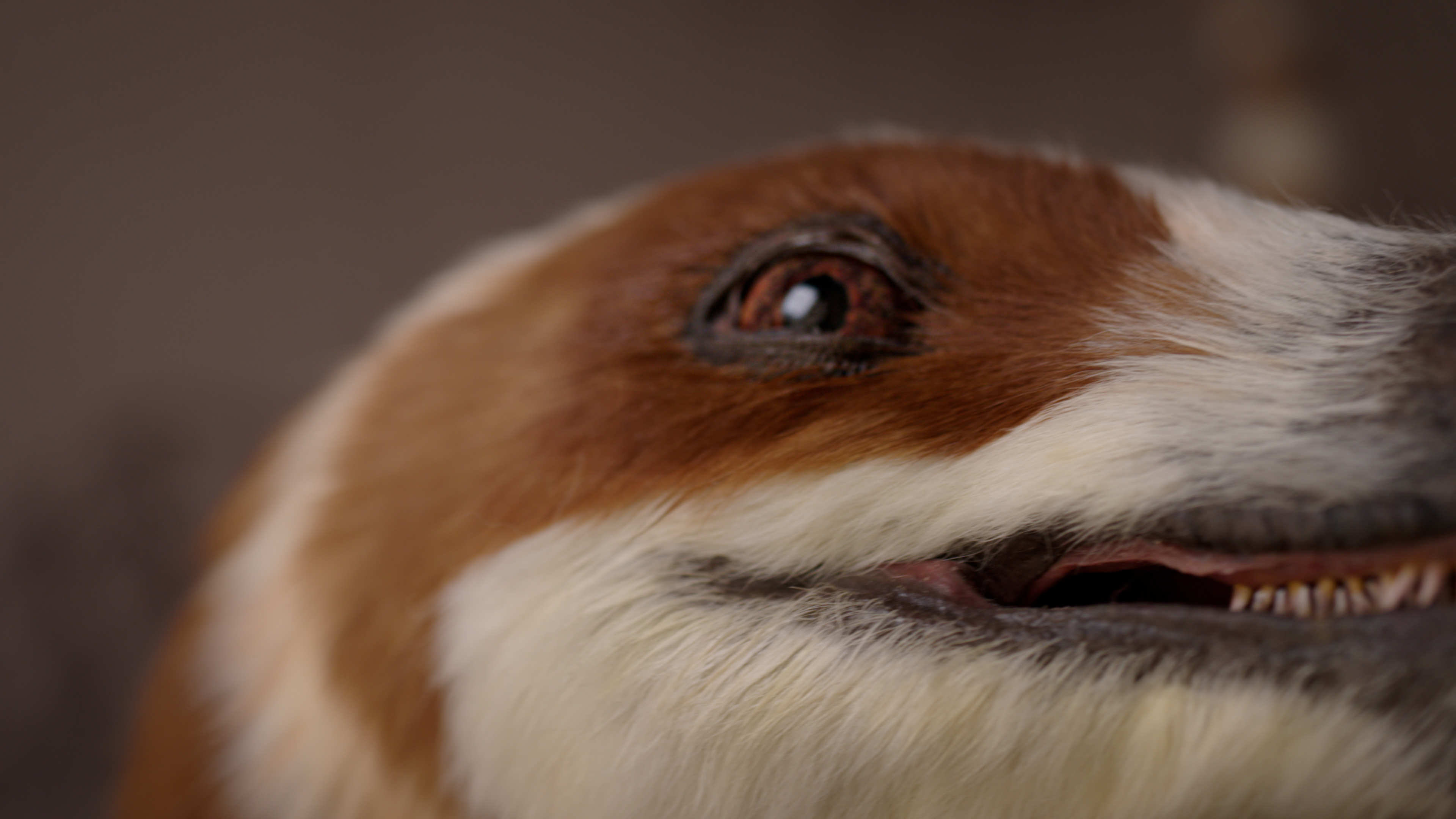 动态仿生恐龙成商业新物种，越疆“复活”中华龙鸟开辟具身智能文旅新赛道