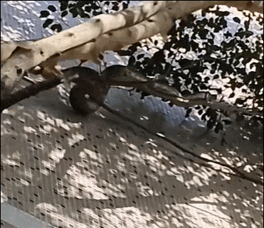 9.gif