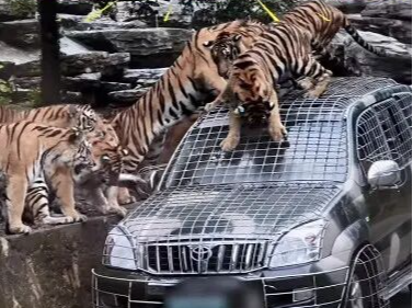 月薪5万元招聘猛兽区司机，“开车进虎山熊窝”……一野生动物园回应：报名者很多，需筛选 