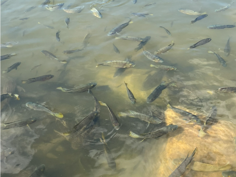 仙湖“清道夫”泛滥？园方回应：未挤压本土鱼类，将加强监测