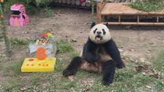 上海野生动物园为三只大熊猫集体庆生