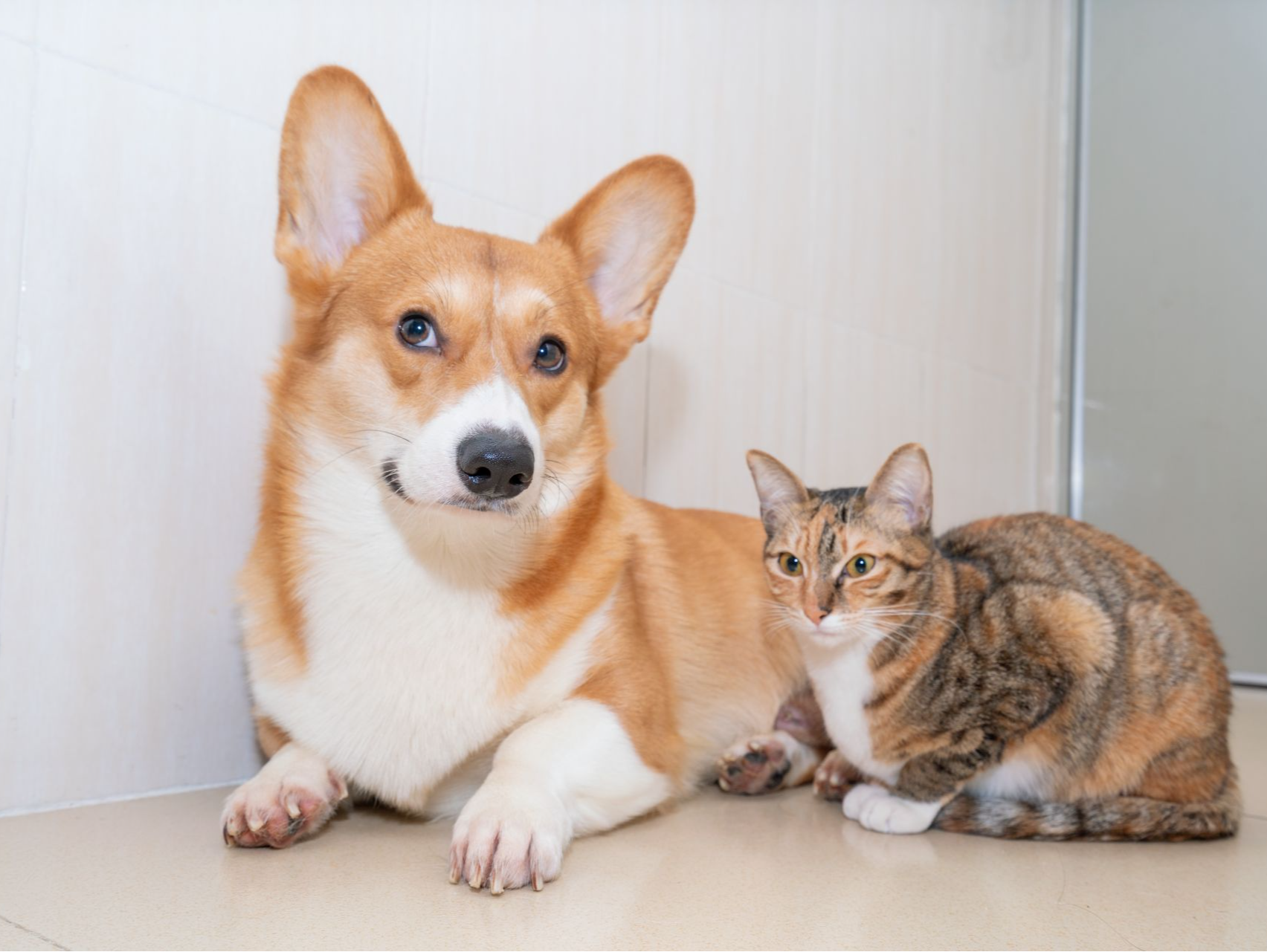 广州市动物诊疗协会发布倡议：动物诊疗机构拒绝使用来源不明的犬猫血液 