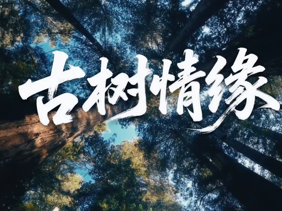 文脉华章 | 微视频《古树情缘》