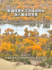 秀我中国｜新疆塔里木河流域胡杨林渐入最佳观赏季