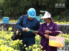 电力赋能“皇菊”香  特色产业富山乡