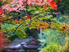 秋色宜人 北京香山红叶将迎最佳观赏期