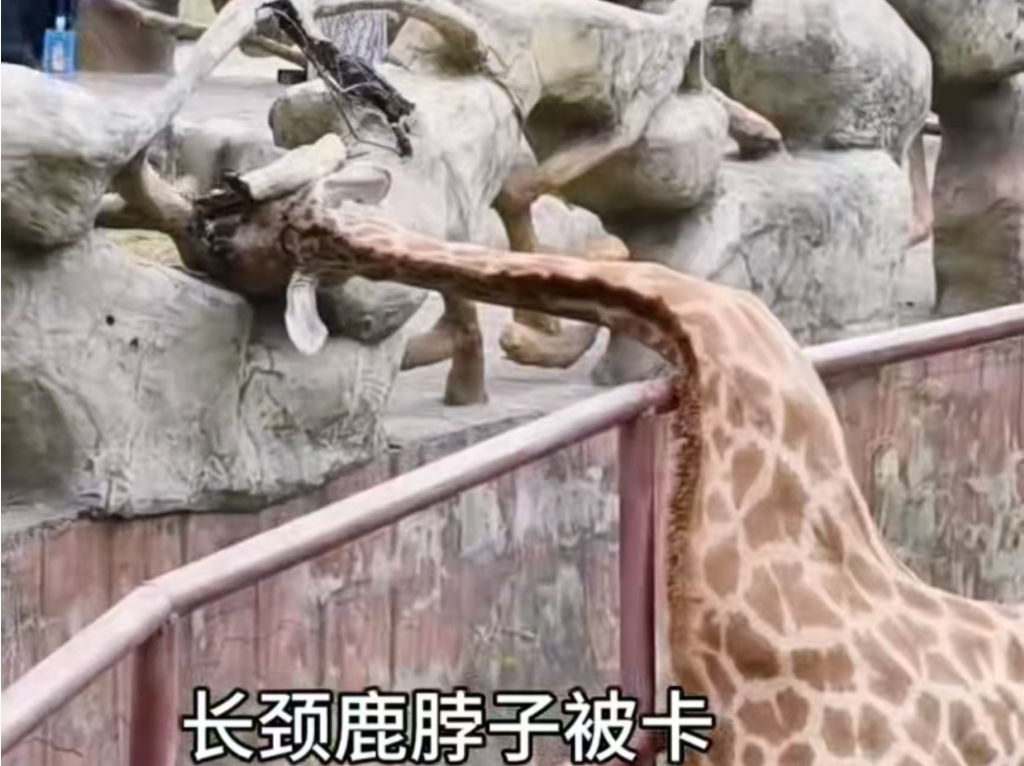 长颈鹿玩耍时卡住脖子，南通森林野生动物园：已解救未受伤