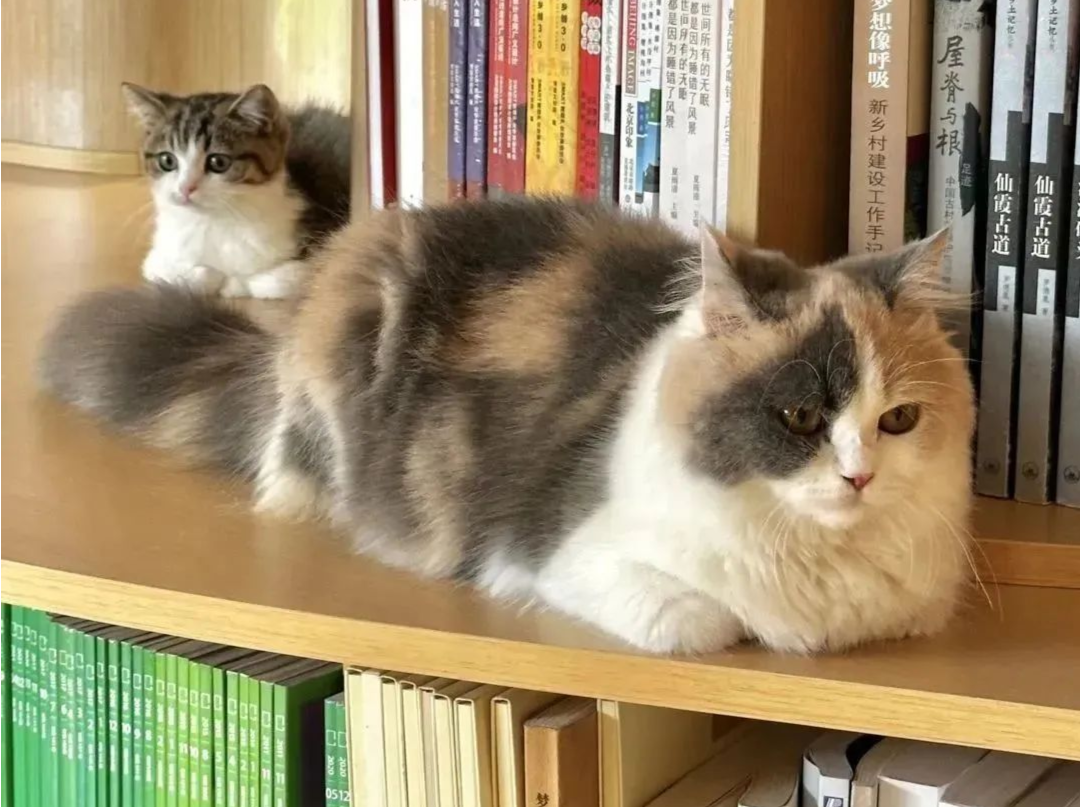 宠域talk | 十五运有“喵”招，深圳“猫员工”送萌力！ 