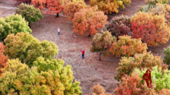 千城百县看中国｜内蒙古：五角枫的秋意浪漫
