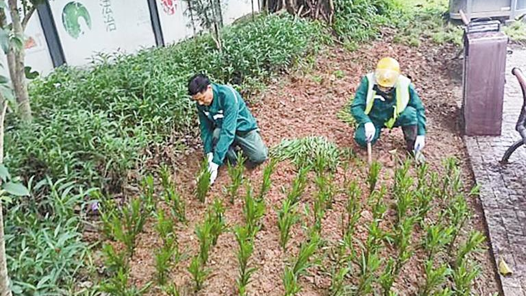 校园周边植“护学绿” 荒地化身社区乐园