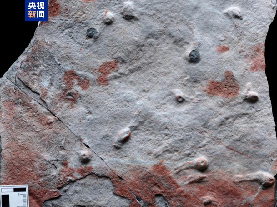 科学家发现迄今最古老的复杂三维潜穴系统 