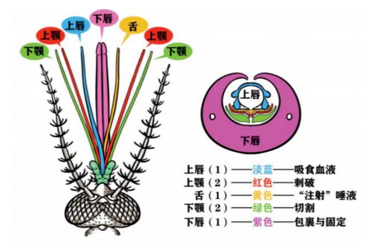 蚊子怎么寻找血源？偏爱叮咬哪类人？有喜好的血型吗？一文读懂→