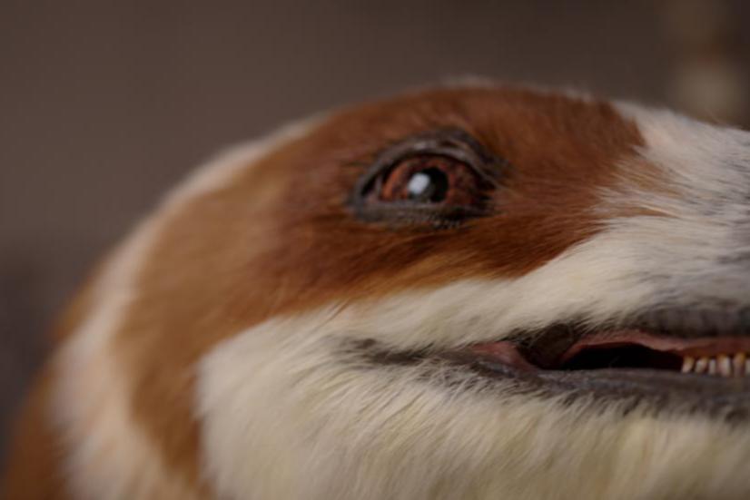 首个超仿生智能体面世！越疆“复活”中华龙鸟，具身智能迎来新应用