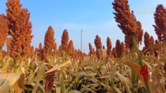 千城百县看中国｜内蒙古：万亩高粱压枝低