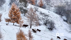瞰中国丨内蒙古：雪落无声映诗画 