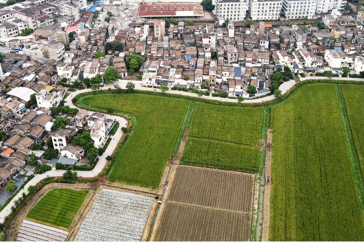 大涌连片打造隆都文化风貌带，激活乡村新活力丨记者蹲点“百千万”