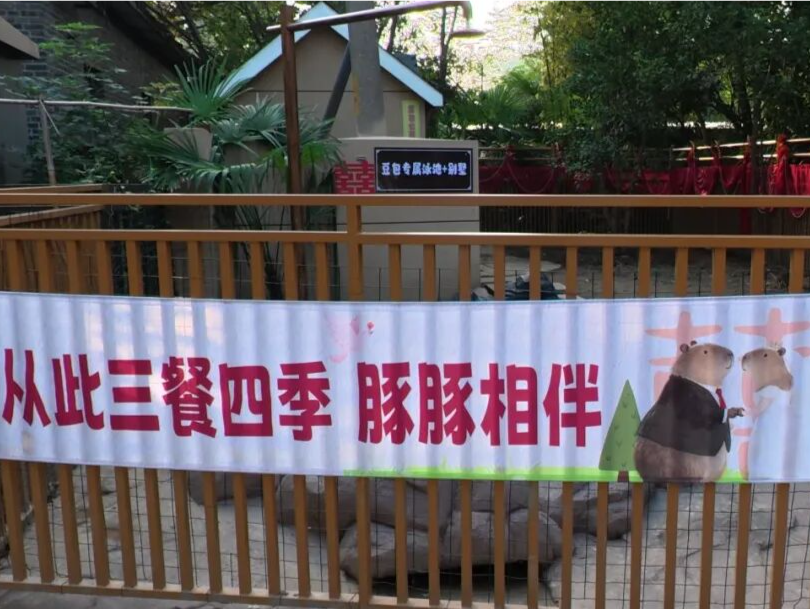 因“越狱”走红的卡皮巴拉“豆包”结婚了，新郎是它→