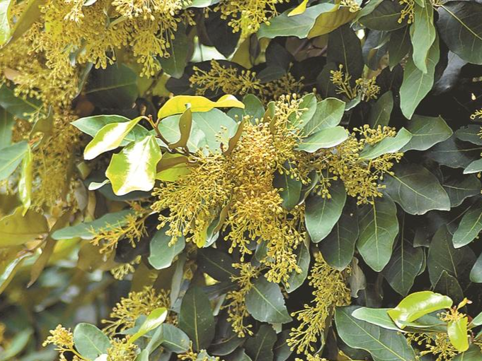 晶报特别报道：“银叶树的朋友圈”：从大鹏山海到城市书斋