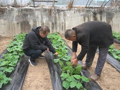 河北：田间地头抢时间 守住蔬菜好长势