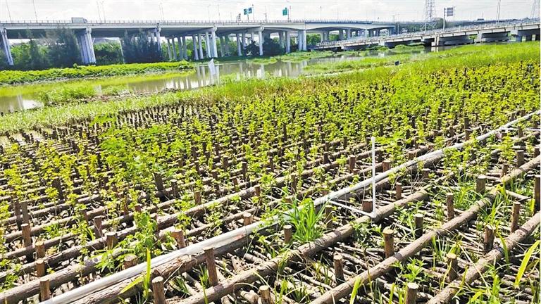 深圳一项目获评首届联合国“海洋十年”海洋生态保护修复大赛重点项目  围填海区变为优质滨海发展空间